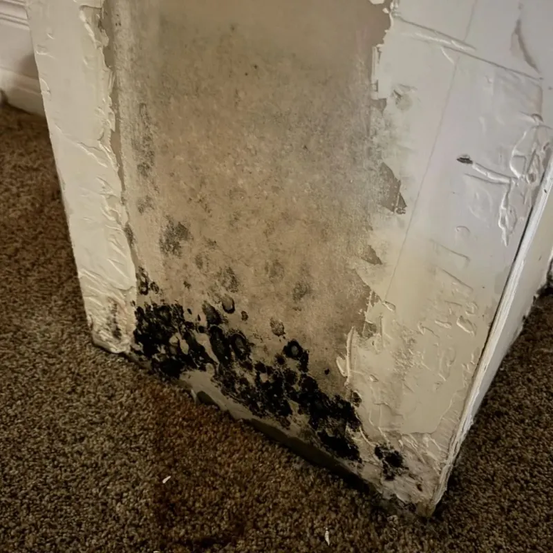 Professional Mold Removal in Barrington, NH